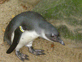 Фото Очковый пингвин