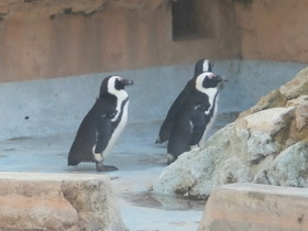Фото Очковый пингвин