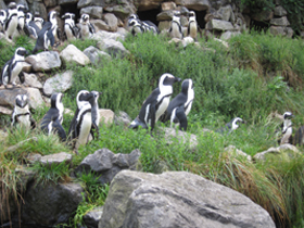 Фото Очковый пингвин