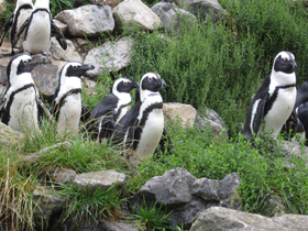 Фото Очковый пингвин