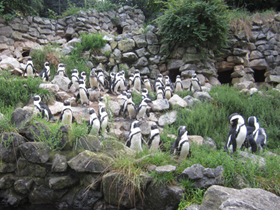 Фото Очковый пингвин