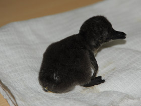 Смотреть фото Пингвин Гумбольдта Фото Пингвин Гумбольдта