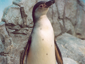 Смотреть фото Пингвин Гумбольдта Фото Пингвин Гумбольдта