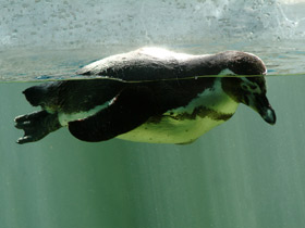 Пингвин Гумбольдта