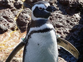 Смотреть фото Магелланов пингвин Фото Магелланов пингвин