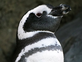 Смотреть фото Магелланов пингвин Фото Магелланов пингвин
