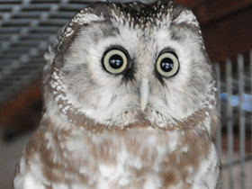 Смотреть фото Мохноногий сыч Фото Мохноногий сыч