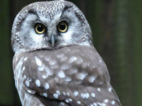 Смотреть фото Мохноногий сыч Фото Мохноногий сыч