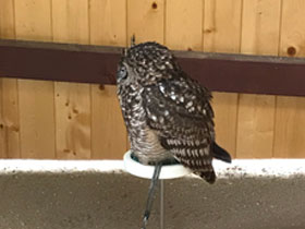 Фото Африканский филин