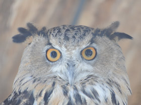 Фото Обыкновенный филин