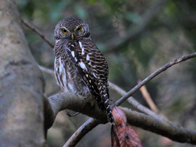 Смотреть фото Кукушковый воробьиный сыч Фото Кукушковый воробьиный сыч