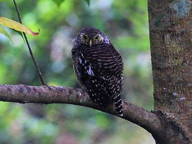 Смотреть фото Кукушковый воробьиный сыч Фото Кукушковый воробьиный сыч