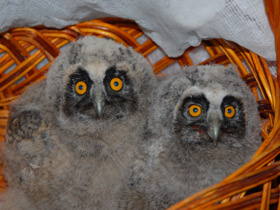 Фото Белая сова