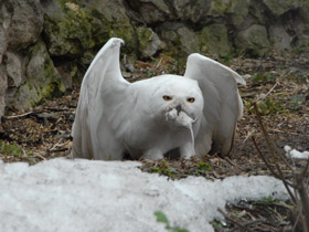 Фото Белая сова