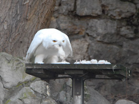 Фото Белая сова