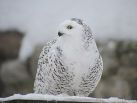 Фото Белая сова