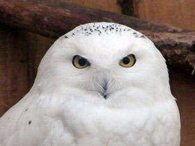 Белая сова Белая сова