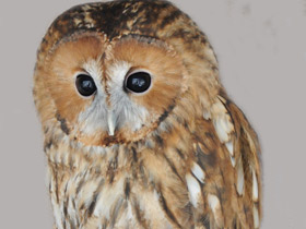 Серая неясыть Серая неясыть