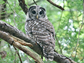 Фото Пёстрая неясыть