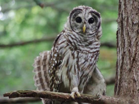 Фото Пёстрая неясыть