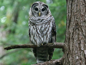 Фото Пёстрая неясыть