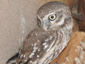 Фото Домовый сыч