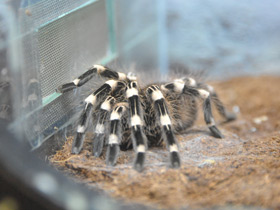 Смотреть фото Гигантский белоколенный птицеед Фото Гигантский белоколенный птицеед