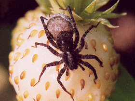 Фото Паук-волк