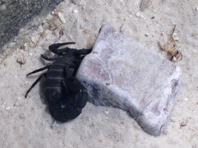 Фото Мавританский толстохвостый скорпион