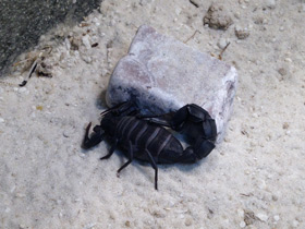 Фото Мавританский толстохвостый скорпион