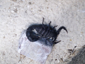 Фото Мавританский толстохвостый скорпион