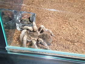 Фото Полосатая афонопельма