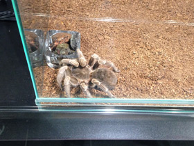 Фото Полосатая афонопельма