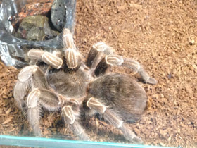 Фото Полосатая афонопельма