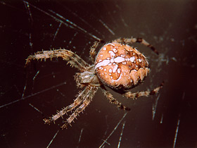 Смотреть фото Обыкновенный крестовик Фото Обыкновенный крестовик