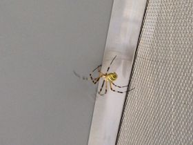 Смотреть фото Осовидная агриопа Фото Осовидная агриопа