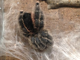 Смотреть фото Манаусская авикулярия Фото Манаусская авикулярия