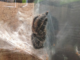 Смотреть фото Манаусская авикулярия Фото Манаусская авикулярия