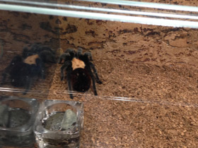 Фото Мексиканский золотистый птицеед