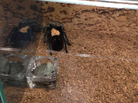 Фото Мексиканский золотистый птицеед