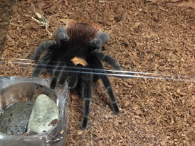 Фото Мексиканский золотистый птицеед