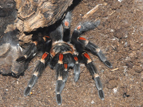 Фото Мексиканский красноколенный птицеед