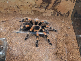 Фото Мексиканский красноколенный птицеед