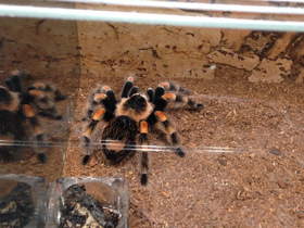 Фото Мексиканский красноколенный птицеед