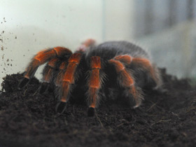 Фото Птицеед Бёма