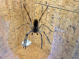 Фото Американский странствующий паук