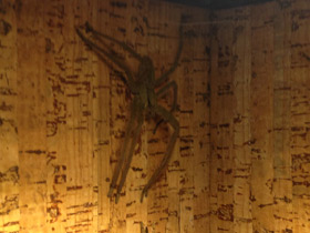 Фото Американский странствующий паук