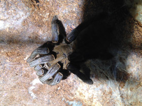 Фото Кобальтовый птицеед