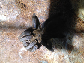 Фото Кобальтовый птицеед