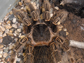 Фото Птицеед Лазиодора